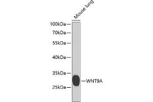 Western blot analysis of extracts of mouse lung, using WNT9A antibody (ABIN6130803, ABIN6150259, ABIN6150260 and ABIN6223940) at 1:1000 dilution. (WNT9A antibody  (AA 206-365))