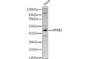Western Blotting (WB) image for anti-Arrestin, beta 2 (ARRB2) (AA 300-400) antibody (ABIN3021620)