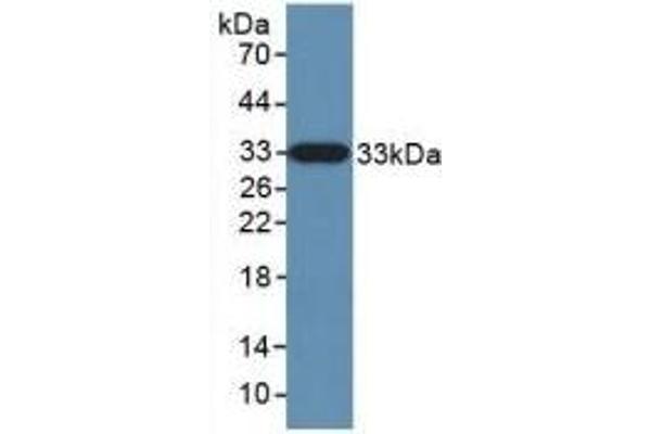 Kallikrein 10 antibody  (AA 35-276)