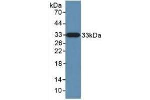 Detection of Recombinant KLK10, Human using Polyclonal Antibody to Kallikrein 10 (KLK10) (Kallikrein 10 antibody  (AA 35-276))