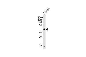 (DANRE) eif3eb Antibody (Center) (ABIN1881290 and ABIN2838389) western blot analysis in zebra fish brain tissue lysates (35 μg/lane). (EIF3E antibody  (AA 248-276))