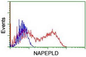 HEK293T cells transfected with either RC209877 overexpress plasmid (Red) or empty vector control plasmid (Blue) were immunostained by anti-NAPEPLD antibody (ABIN2455242), and then analyzed by flow cytometry. (NAPEPLD antibody)