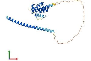 AlphaFold protein structure predicition of Mouse Recombinant Spef1 Protein, UniprotID Q99JL1 (SPEF1 Protein (AA 1-234) (His tag))