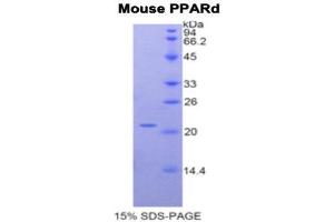 SDS-PAGE (SDS) image for Peroxisome Proliferator-Activated Receptor delta (PPARD) (AA 260-426) protein (His tag) (ABIN2121854) (PPARD Protein (AA 260-426) (His tag))