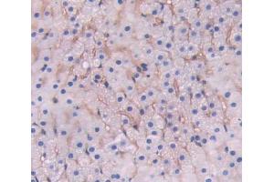 IHC-P analysis of adrenal gland tissue, with DAB staining. (LRP1B antibody  (AA 31-194))