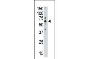 Antibody is used in Western blot to detect Siglec5 in mouse liver tissue lysate. (SIGLEC5 antibody  (C-Term))