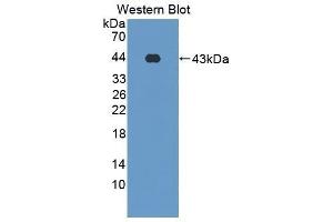 Western Blotting (WB) image for anti-Surfactant Protein D (SFTPD) (AA 21-375) antibody (ABIN1860607) (SFTPD antibody  (AA 21-375))