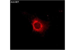 Immunofluorescence (IF) image for anti-BFP Fluorescent Protein antibody (ABIN7273077) (BFP Fluorescent Protein antibody)