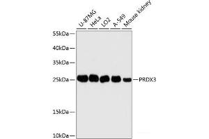 Western blot analysis of extracts of various cell lines using PRDX3 Polyclonal Antibody at dilution of 1:3000. (Peroxiredoxin 3 antibody)