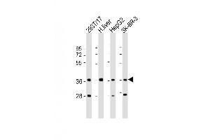 Western Blot at 1:2000 dilution Lane 1: 293T/17 whole cell lysate Lane 2: human liver lysate Lane 3: HepG2 whole cell lysate Lane 4: SK-BR-3 whole cell lysate Lysates/proteins at 20 ug per lane. (AKR7A3 antibody  (AA 33-64))