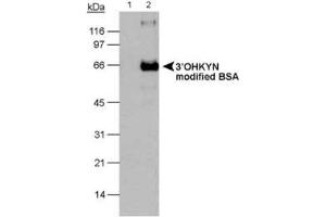 Image no. 2 for anti-3-Hydroxykynurenine (3-OHKYN) antibody (ABIN363192) (3-OHKYN antibody)