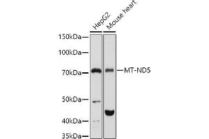 Western blot analysis of extracts of various cell lines, using MT-ND5 antibody (ABIN7268603) at 1:1000 dilution. (MT-ND5 antibody  (C-Term))