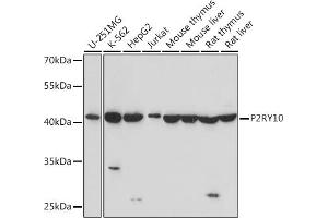 Western blot analysis of extracts of various cell lines, using P2RY10 Rabbit pAb (ABIN7269749) at 1:1000 dilution. (P2RY10 antibody  (C-Term))
