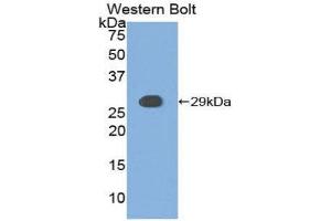 Western Blotting (WB) image for anti-Casein Kinase 1, alpha 1 (CSNK1A1) (AA 114-324) antibody (ABIN1858514) (CSNK1A1 antibody  (AA 114-324))