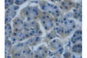 Detection of REG3g in Human Pancreas Tissue using Monoclonal Antibody to Regenerating Islet Derived Protein 3 Gamma (REG3g) (REG3g antibody  (AA 39-175))