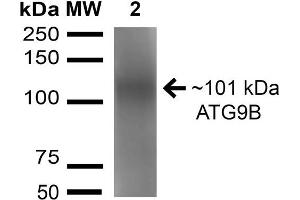 Western blot analysis of Rat Brain cell lysates showing detection of 101 kDa ATG9B protein using Rabbit Anti-ATG9B Polyclonal Antibody .