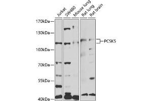 Western blot analysis of extracts of various cell lines, using PCSK5 antibody (ABIN6128575, ABIN6145326, ABIN6145327 and ABIN6221105) at 1:1000 dilution. (PCSK5 antibody  (AA 601-913))