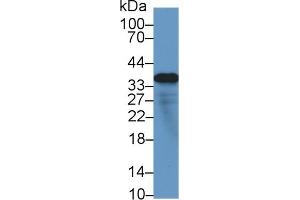 Western Blotting (WB) image for anti-Microfibrillar-Associated Protein 4 (MFAP4) (AA 22-255) antibody (ABIN7436084)