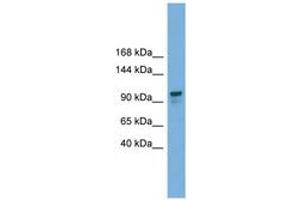 Image no. 1 for anti-Glucosidase, Alpha, Neutral AB (GANAB) (C-Term) antibody (ABIN6745610)