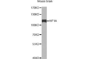 Western blot analysis of extracts of mouse brain, using HIF1A antibody (ABIN5975785) at 1/1000 dilution. (HIF1A antibody)