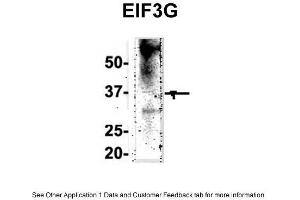 Western Blotting (WB) image for anti-Eukaryotic Translation Initiation Factor 3, Subunit G (EIF3G) (Middle Region) antibody (ABIN2778865)