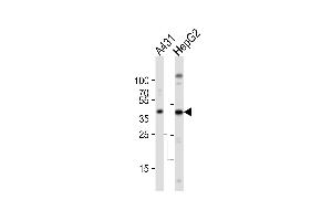 Western blot analysis of lysates from A431, HepG2 cell line (from left to right), using ACTB Antibody . (beta Actin antibody)