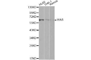 Western blot analysis of extracts of various cell lines, using WAS Antibody (ABIN1875343) at 1:1000 dilution. (WASP antibody)