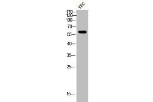 Western Blot analysis of VEC cells using Phospho-Smad2/3 (T8) Polyclonal Antibody (SMAD2 / SMAD3 (pThr8) antibody)