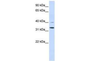 Image no. 1 for anti-Crystallin, zeta (CRYZ) (AA 216-265) antibody (ABIN6740951) (CRYZ antibody  (AA 216-265))