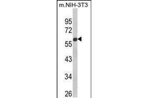 Western blot analysis of GDF10 Antibody in NIH-3T3 cell line lysates (35ug/lane)