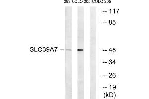 Western blot analysis of extracts from 293 cells and COLO cells, using SLC39A7 antibody.