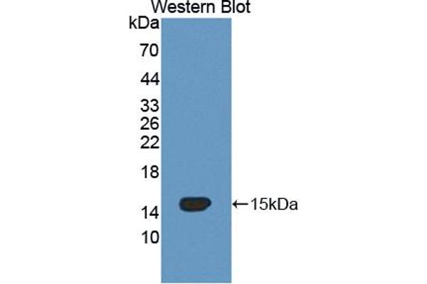 OCEL1 antibody  (AA 1-109)