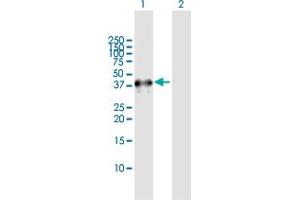 Western Blot analysis of NEIL2 expression in transfected 293T cell line by NEIL2 MaxPab polyclonal antibody. (NEIL2 antibody  (AA 1-332))