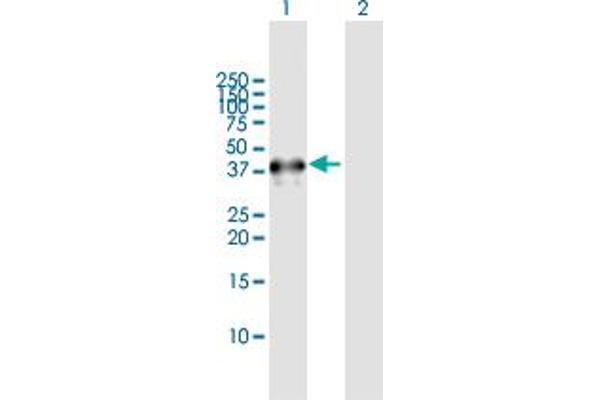 NEIL2 antibody  (AA 1-332)