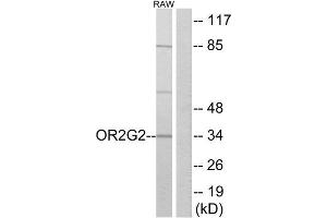 Western Blotting (WB) image for anti-Olfactory Receptor, Family 2, Subfamily G, Member 2 (OR2G2) (C-Term) antibody (ABIN1853208) (OR2G2 antibody  (C-Term))