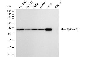 anti-Syntaxin 3 (STX3) antibody