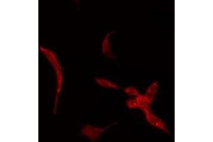 ABIN6275376 staining Hela by IF/ICC. (KCNK7 antibody)