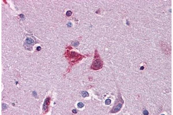 WDR20 antibody  (AA 1-570)