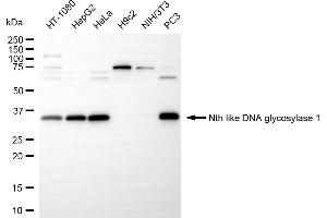 Western blotting analysis using nth like DNA glycosylase 1 antibody (ABIN7799628). (Recombinant Nth Endonuclease III-Like 1 (NTHL1) antibody)