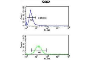 Flow cytometry analysis of K562 cells (bottom histogram) compared to a negative control cell (top histogram) using GPR50  Antibody , followed by FITC-conjugated goat-anti-rabbit secondary antibodies. (GPR50 antibody  (Middle Region))