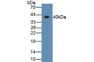 Detection of Recombinant RNLS, Human using Monoclonal Antibody to Renalase (RNLS) (RNLS antibody  (AA 18-342))