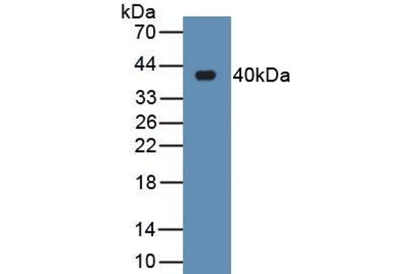 RNLS Antikörper  (AA 18-342)