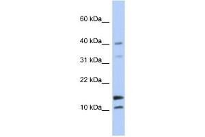 WFDC5 antibody used at 1 ug/ml to detect target protein. (WFDC5 antibody  (N-Term))