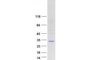 Validation with Western Blot (INMT Protein (Myc-DYKDDDDK Tag))