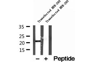 Western blot analysis of extracts of Transfected HEK-293 cells, using GPX7 antibody. (Glutathione Peroxidase 7 antibody  (Internal Region))