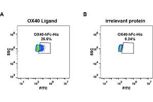 cell line transfected with irrelevant protein  (B) and human OX40 Ligand  (A) were surface stained with Human OX40, hFc-His tagged protein (ABIN6961095, ABIN7042219 and ABIN7042220) 1 μg/mL followed by Alexa 488-conjugated anti-human IgG secondary antibody.