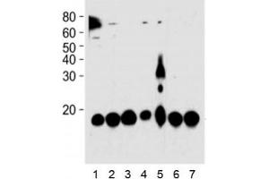 PIN1 antibody western blot analysis in 1) HeLa, 2) 293, 3) mouse NIH3T3, 4) rat PC-12, 5) COS-7 cell line, 6) mouse brain, and 7) rat brain tissue lysate. (PIN1 antibody)