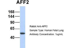 Hum. (AFF2 antibody  (N-Term))