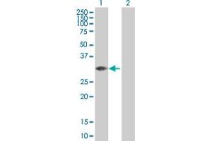 Western Blot analysis of MLF2 expression in transfected 293T cell line by MLF2 MaxPab polyclonal antibody. (MLF2 antibody  (AA 1-248))