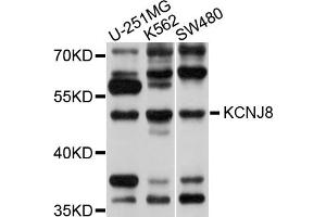 Western blot analysis of extracts of various cell lines, using KCNJ8 antibody (ABIN5998036) at 1/1000 dilution. (KCNJ8 antibody)